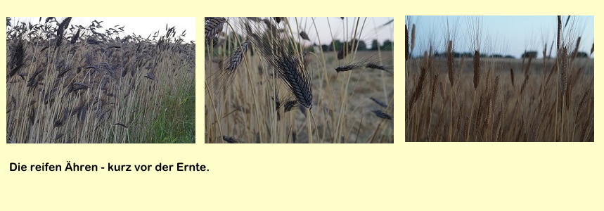 Die reifen Ähren